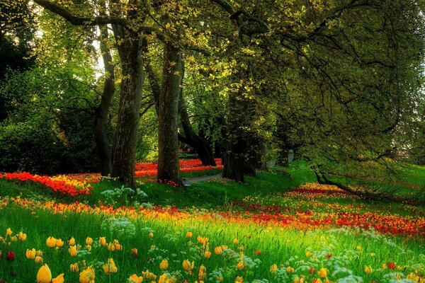 Fotos von Bäumen mit Gras und Blumen