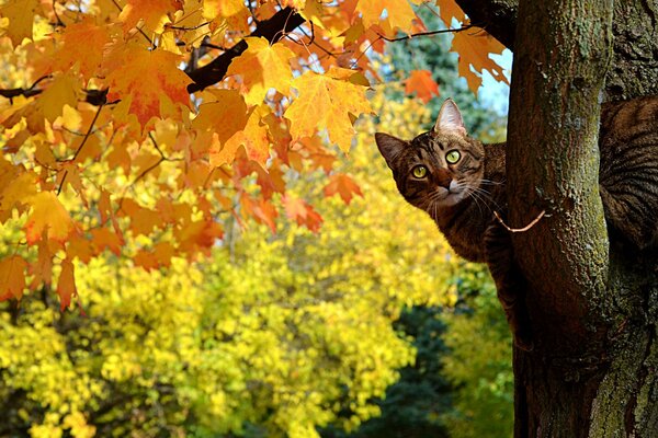 Katze kletterte auf einen Herbstbaum