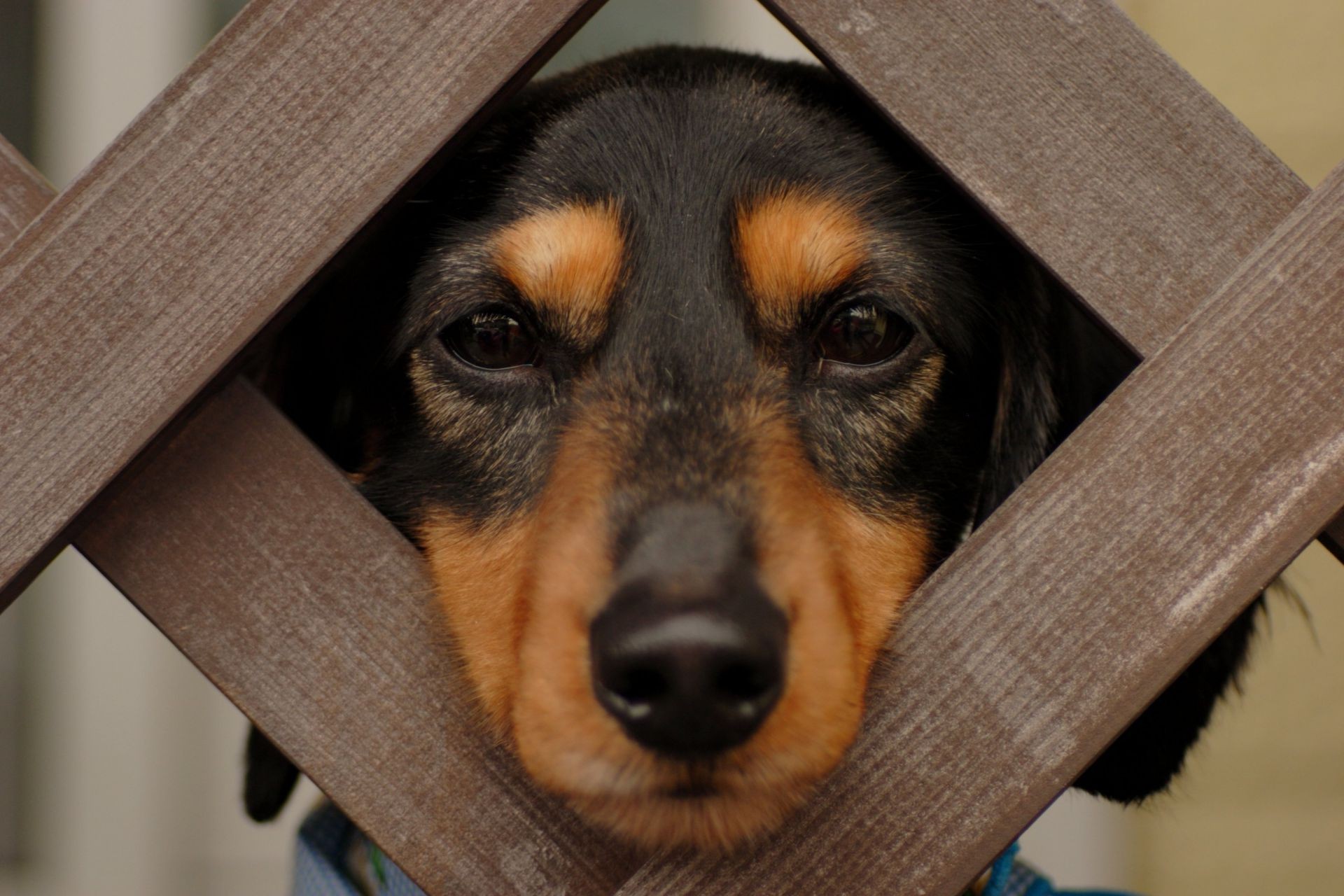 cane carino cane animale domestico mammifero canino ritratto animale cucciolo