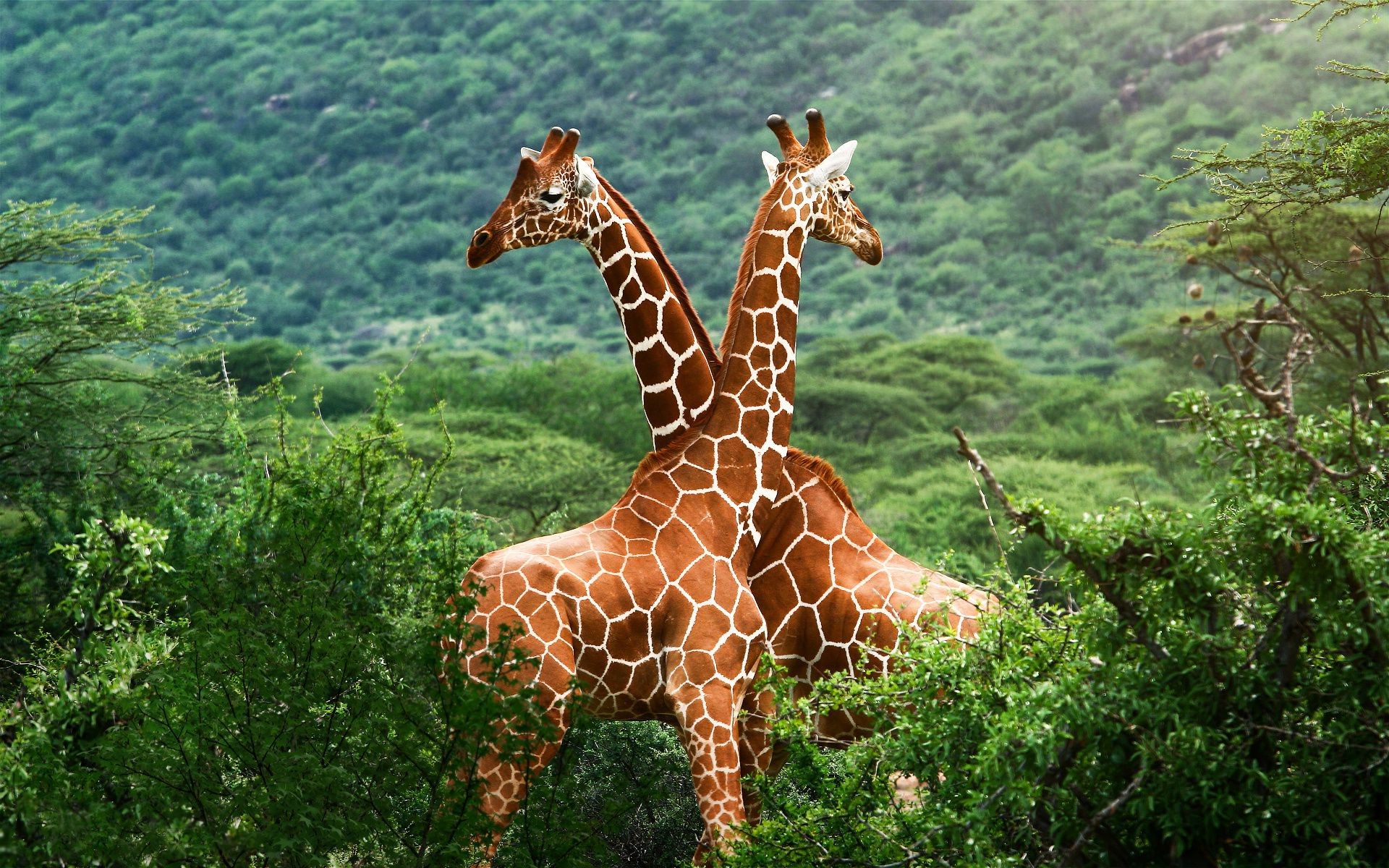 giraffes nature wild outdoors wood park wildlife