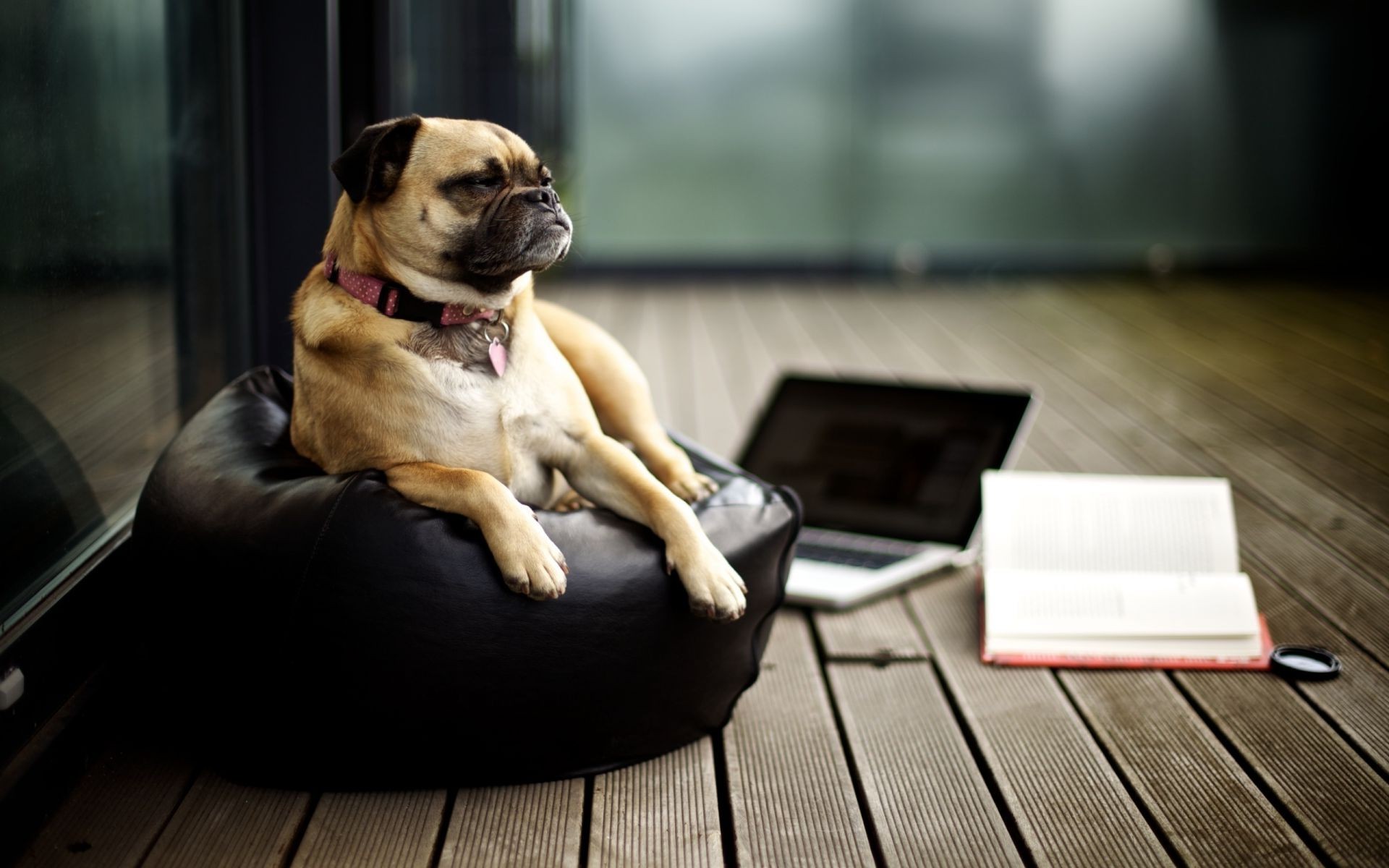 hund hund porträt sitzen hundesprecher sitzen haustier drinnen ort säugetier ein möbel sofa stuhl niedlich zimmer anzeigen