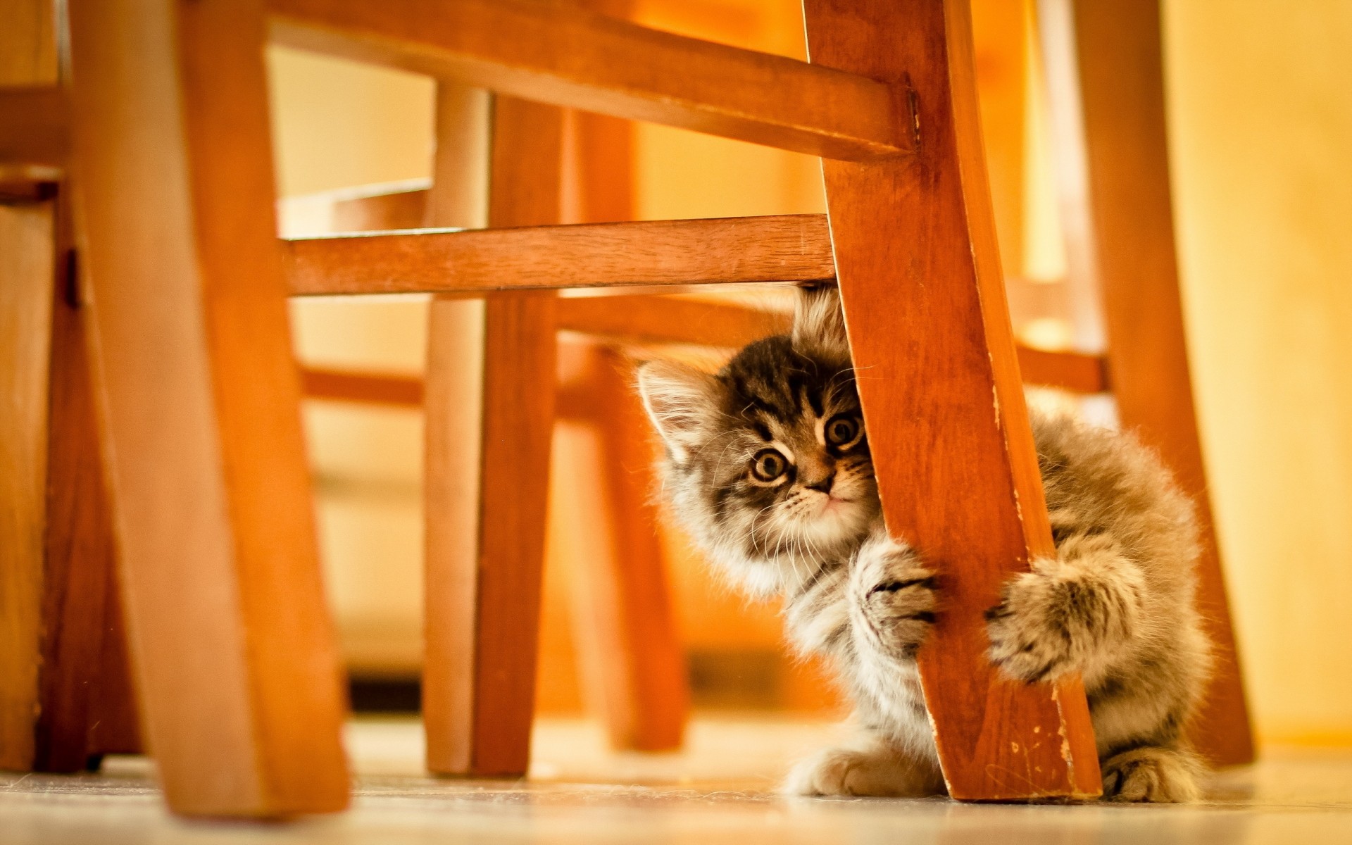 kediler kedi evde beslenen hayvan yavru kedi portre kapalı memeli sevimli ahşap kitty arka plan kedi saklanıyor