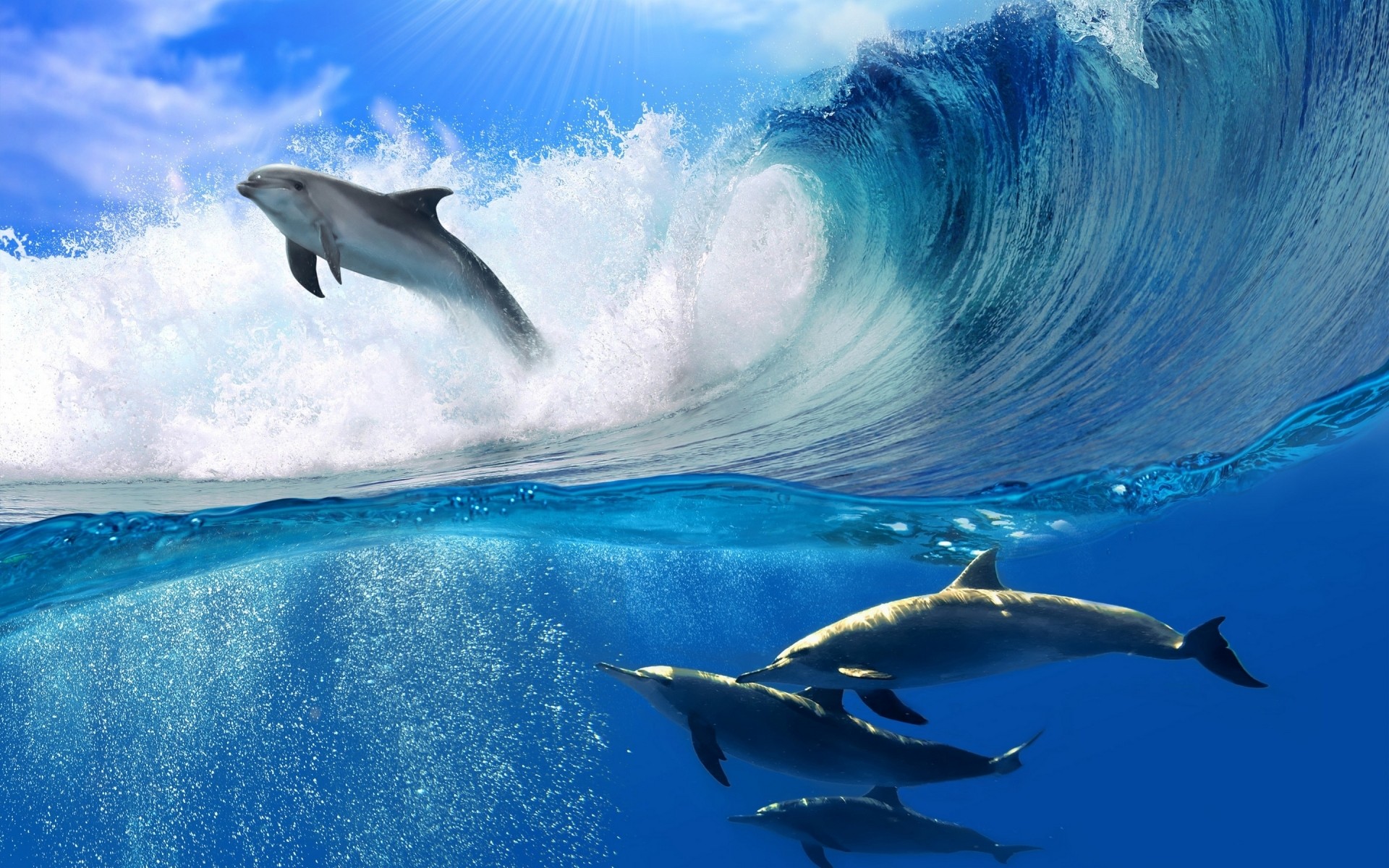 animaux eau ventilateur dauphin sous-marin océan natation baleine mer plongée fin voyage en plein air la faune requin surf poissons action sports nautiques nature dauphins dauphins montrent mer dauphins