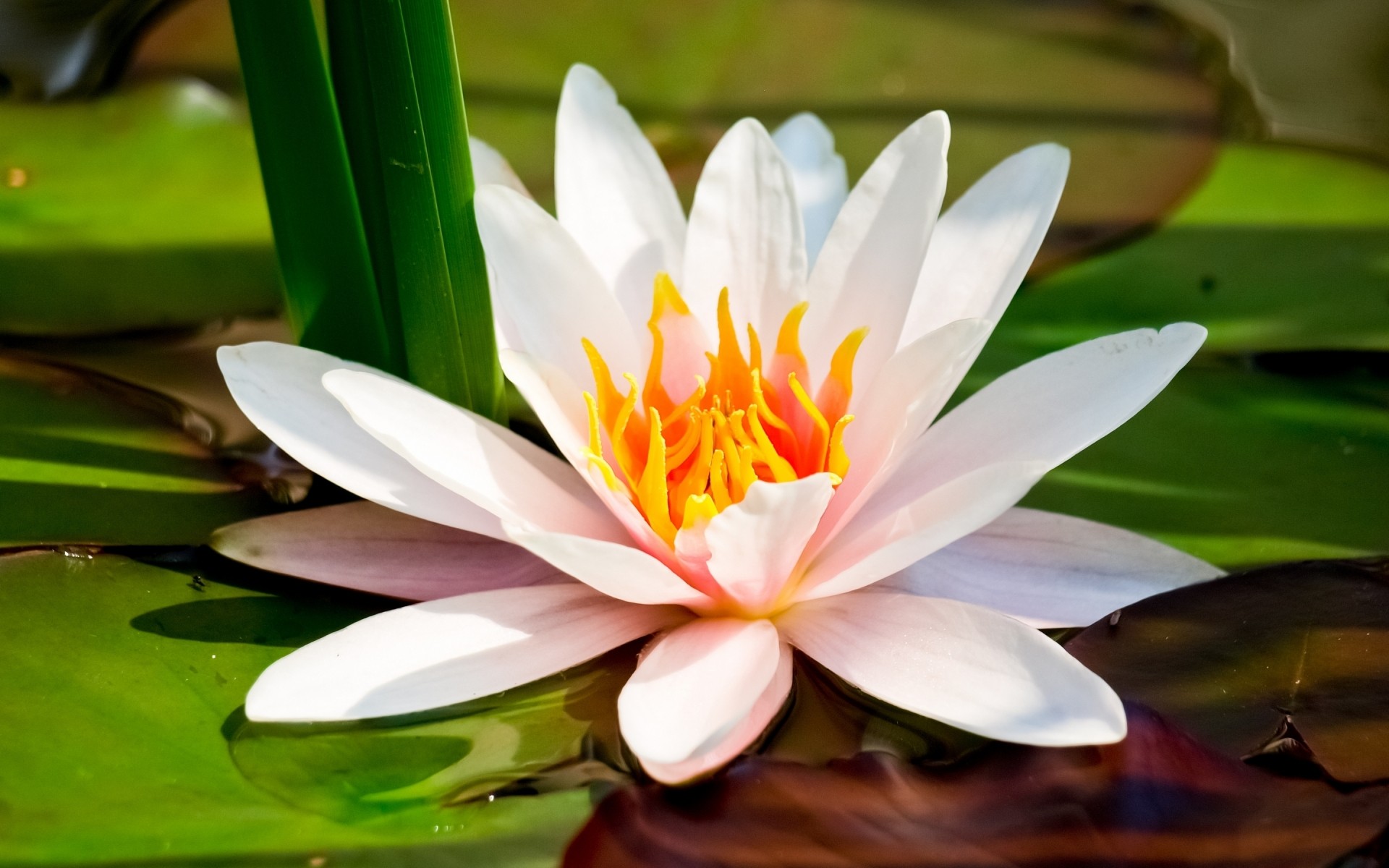 flowers lotus leaf pool lily flower nature tropical meditation flora zen exotic blooming aquatic waterlily summer swimming petal garden floral lake lily flower background