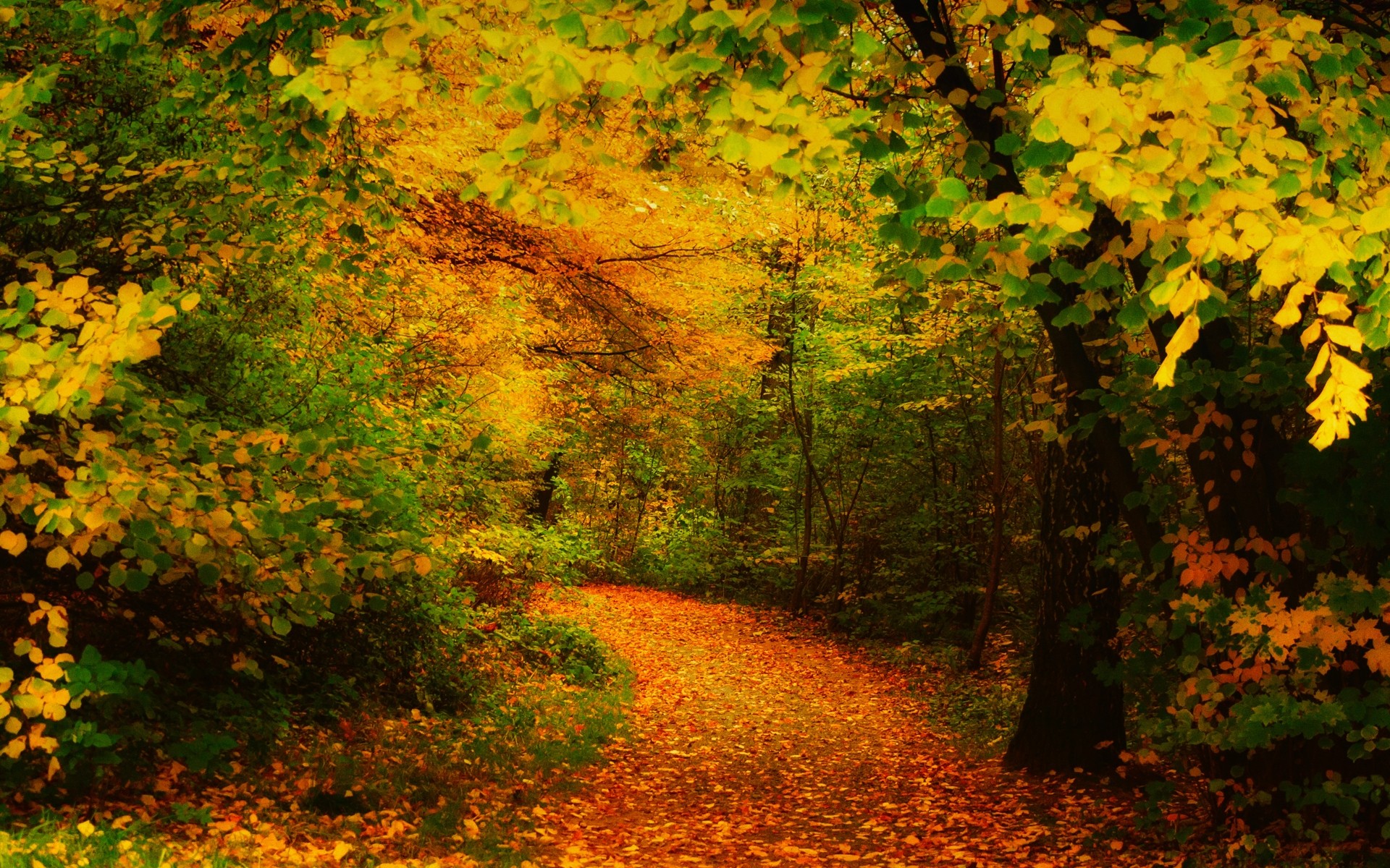 autumn fall leaf maple tree wood lush landscape park nature outdoors scenic season gold fair weather branch daylight bright dawn change leaves falling background trees forest