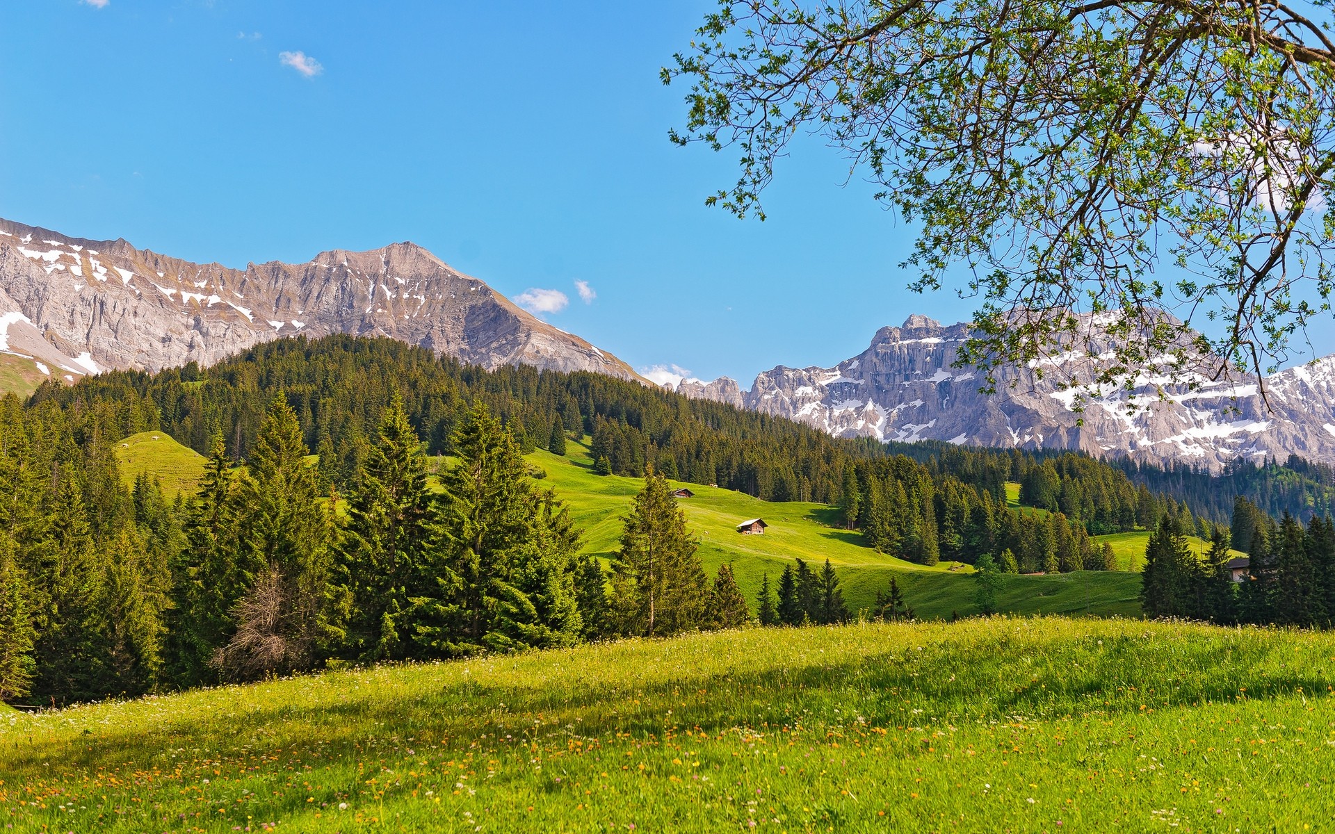 landscapes mountain landscape tree wood nature scenic sky outdoors travel hill valley summer sight scenery conifer hayfield background green hills snow