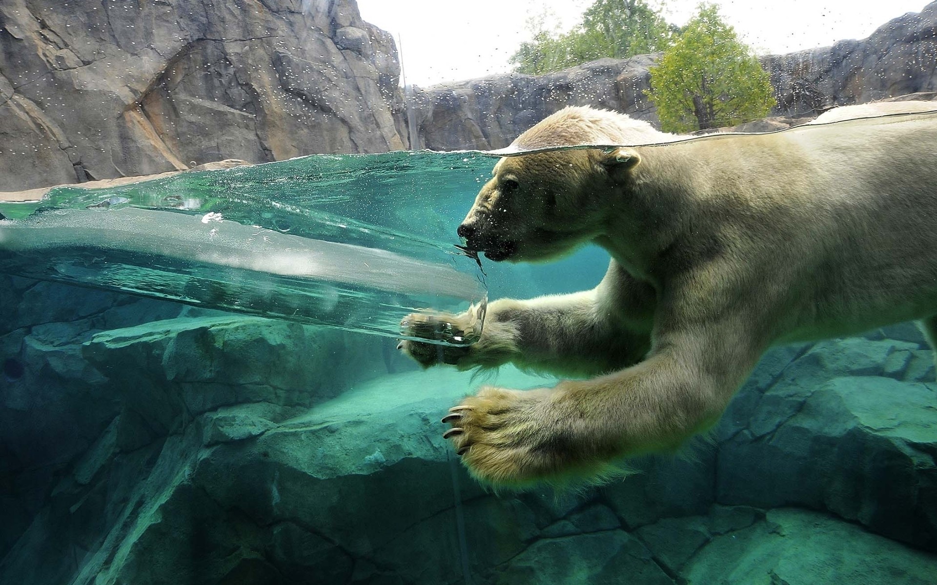 animaux eau nature voyage en plein air la faune mammifère natation rivière sauvage zoo été ours polaire ours