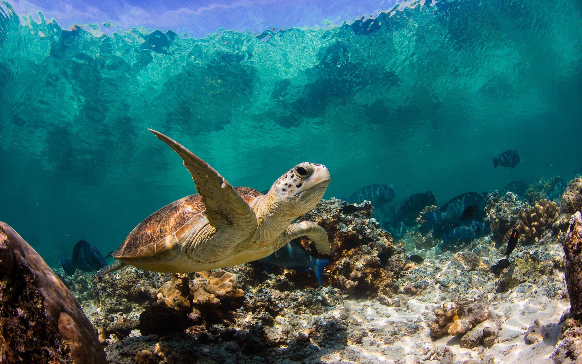 tiere unterwasser fische riff korallen schildkröte ozean meer wasser schwimmen tauchen tierwelt marine schnorcheln natur tropisch schildkröte große schildkröte