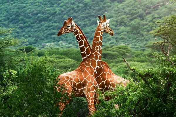 An animal with a long neck against a forest background