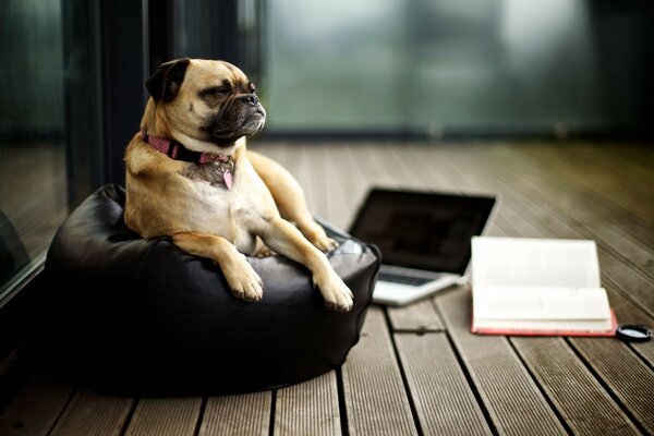 Foto, wo Hunde beim Hundesportler sitzen