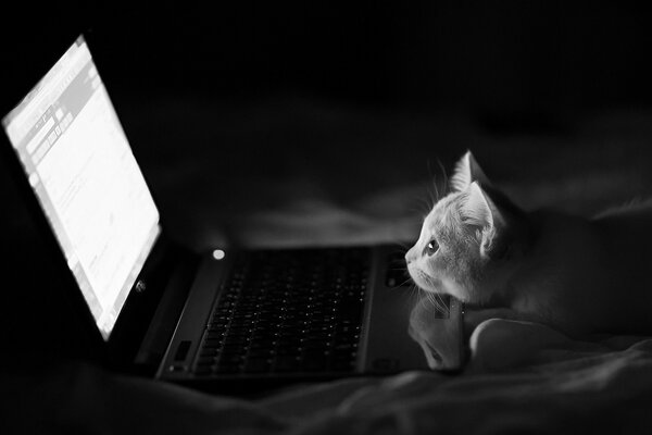 A cat that looks into a laptop