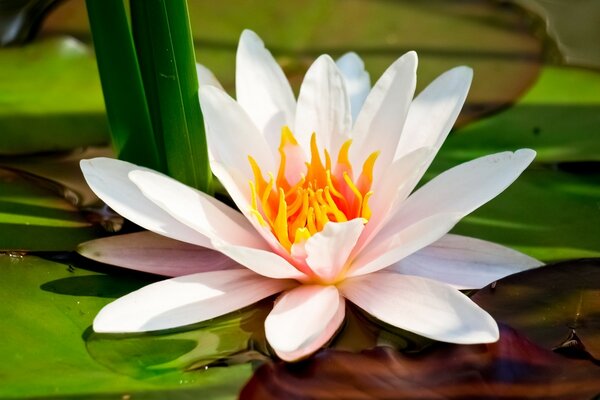 Lotus flower with leaves in water