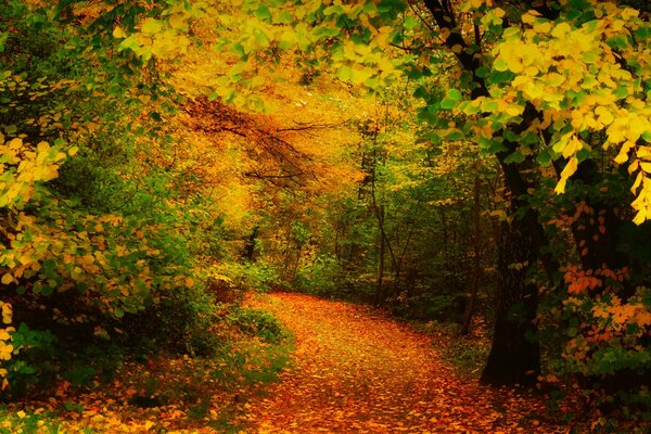الخريف أشجار القيقب إسقاط الأوراق الصفراء