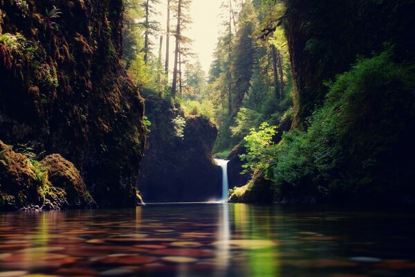 Eau claire dans la rivière de la forêt