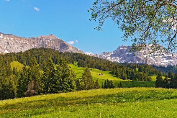 Meadow with green trees on the background of snowy mountains