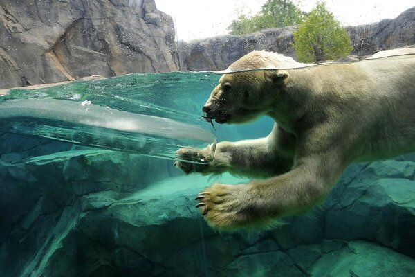 A white bear swims in the water