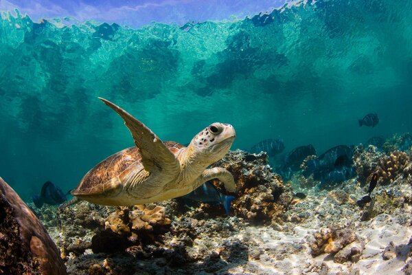 Meeresschildkröte und Korallenriffe der Unterwasserwelt