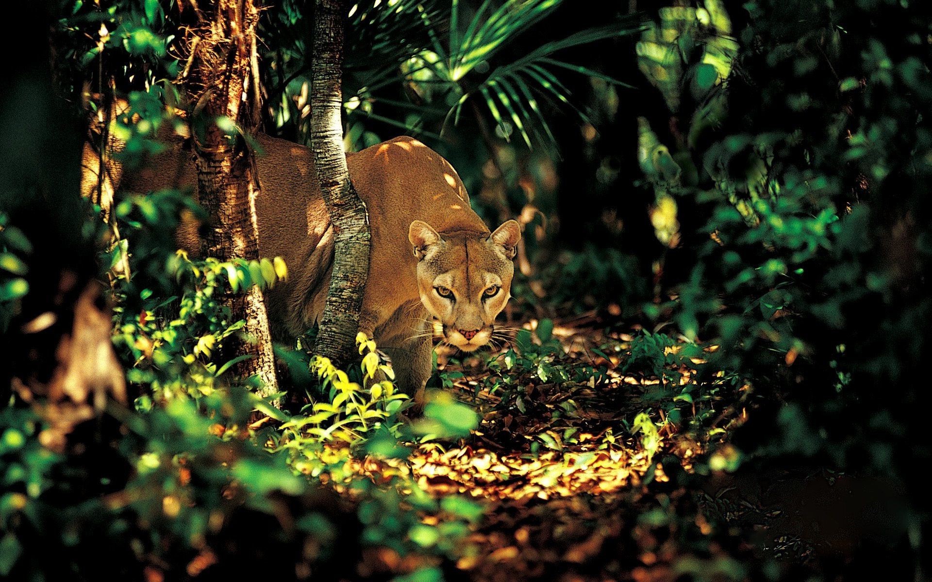 animali di legno gatto mammifero natura della fauna selvatica albero all aperto foglia singolo animale selvaggio giungla zoo parco leone