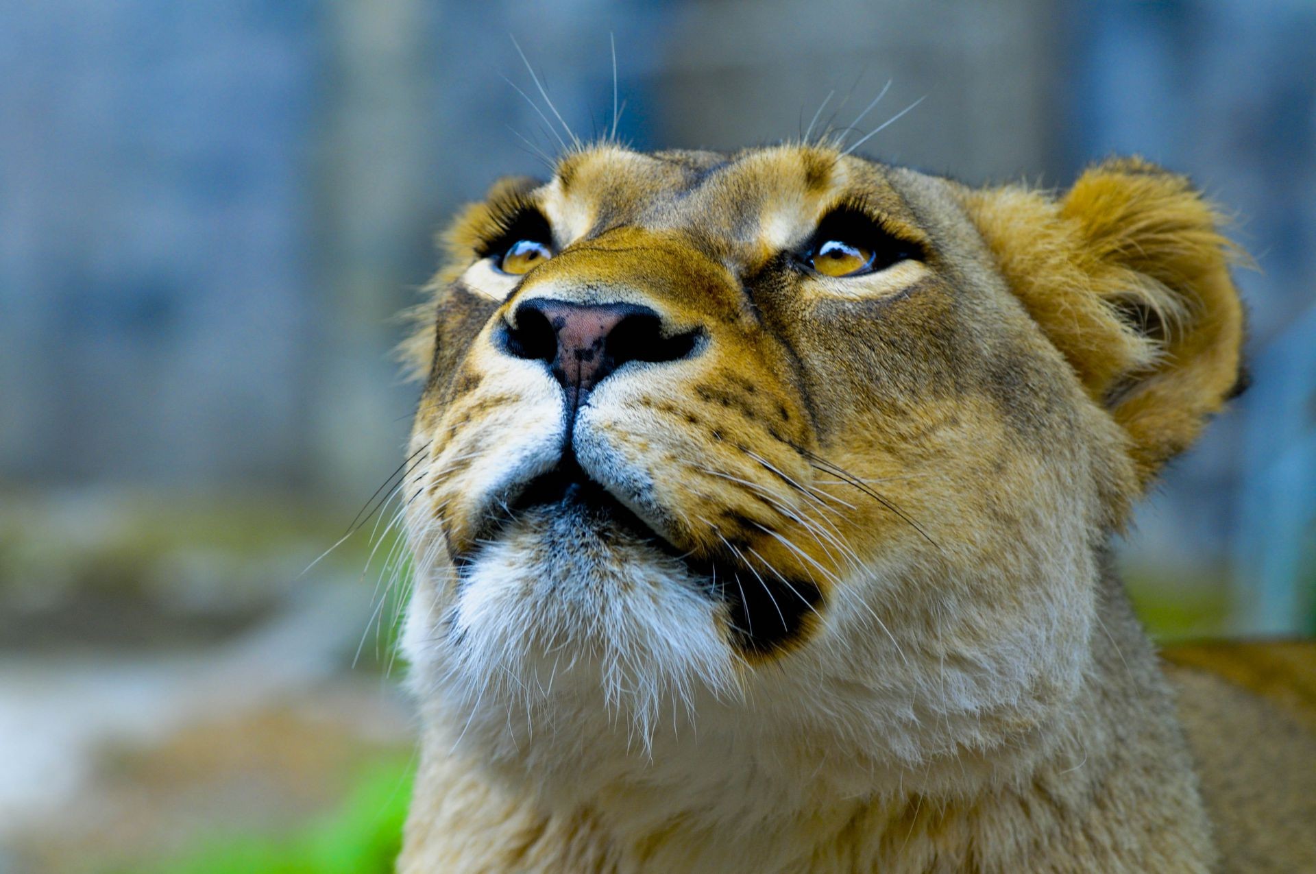 leoni mammifero gatto fauna selvatica animale zoo leone natura ritratto pelliccia selvaggio predatore occhio