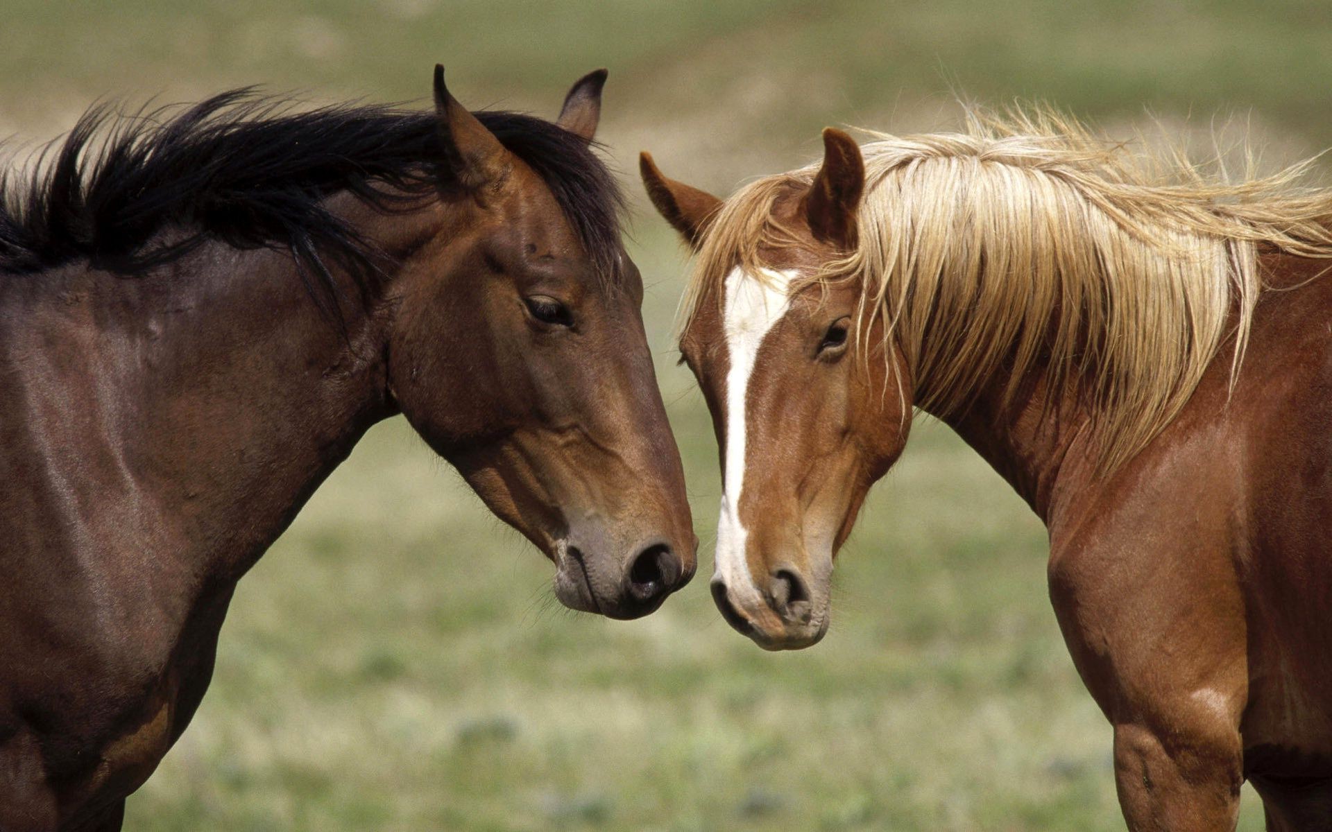 chevaux mare cheval cavalerie mammifère manet étalon animal élevage de chevaux équestre ferme herbe foin champ pâturage poney portrait châtaignier pur-sang poulain