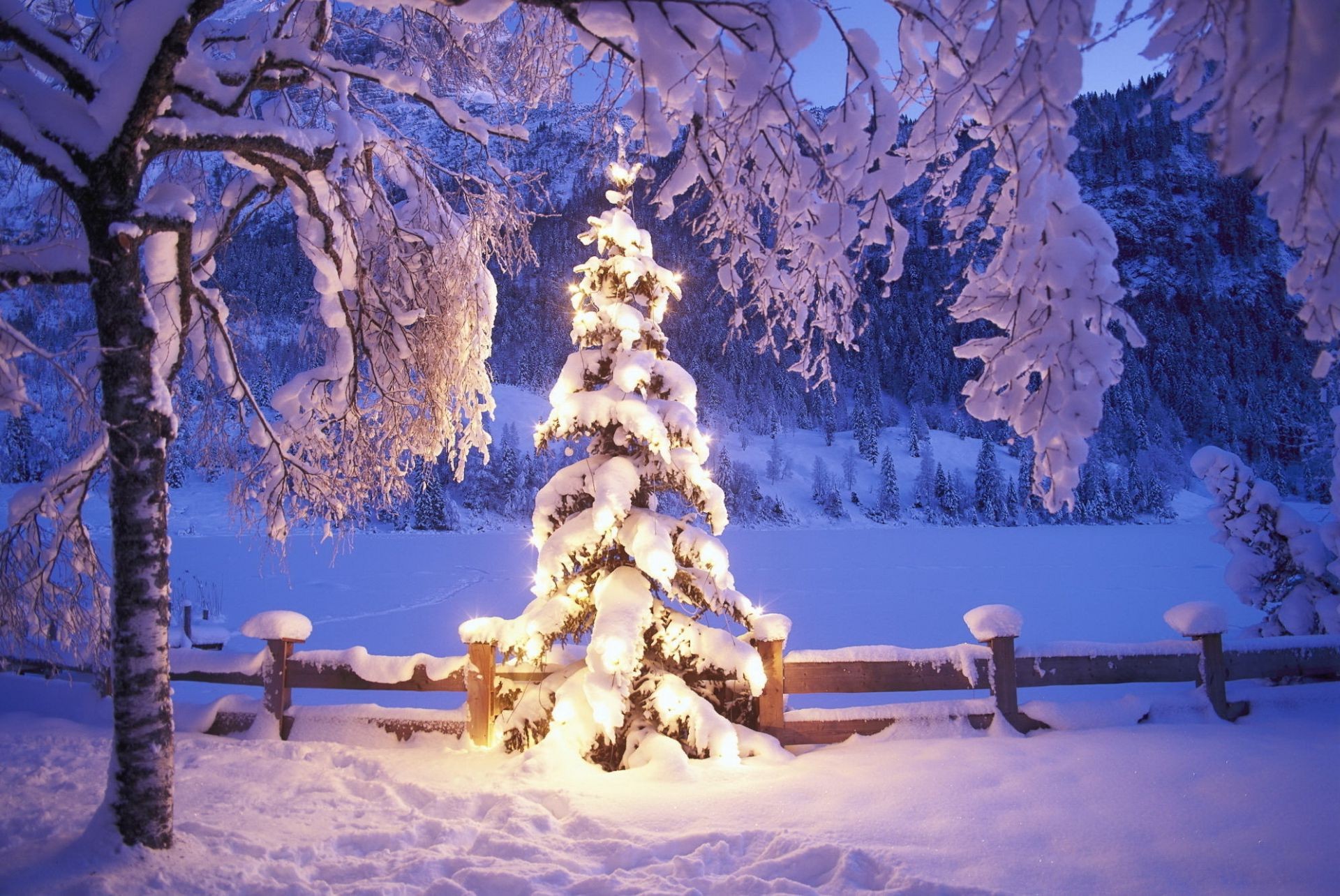 yeni yıl kar kış soğuk don ağaç noel donmuş ahşap buz sezon kar beyazı manzara ışık doğal hava durumu köknar