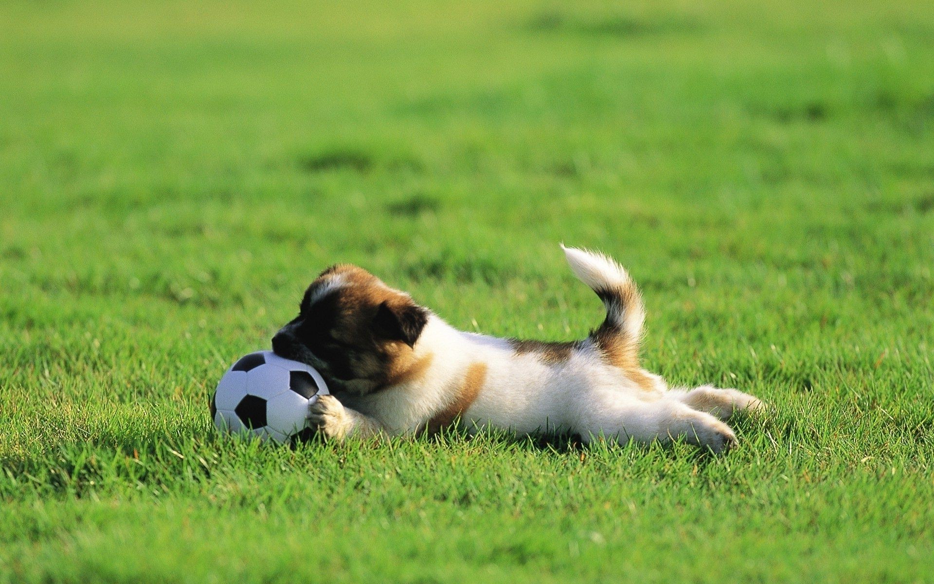 perros hierba perro animal campo mamífero mascota heno perro lindo cachorro raza pura sangre joven retrato