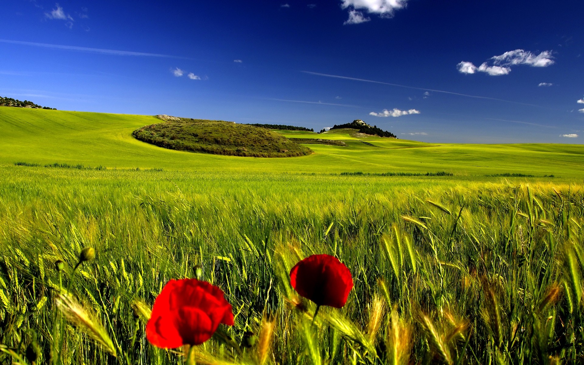 paisagens campo rural pasto fazenda grama trigo feno agricultura campo paisagem país natureza verão colheita sol terras agrícolas céu cereais crescimento pastagens terra verde mundo verde céu azul complexo