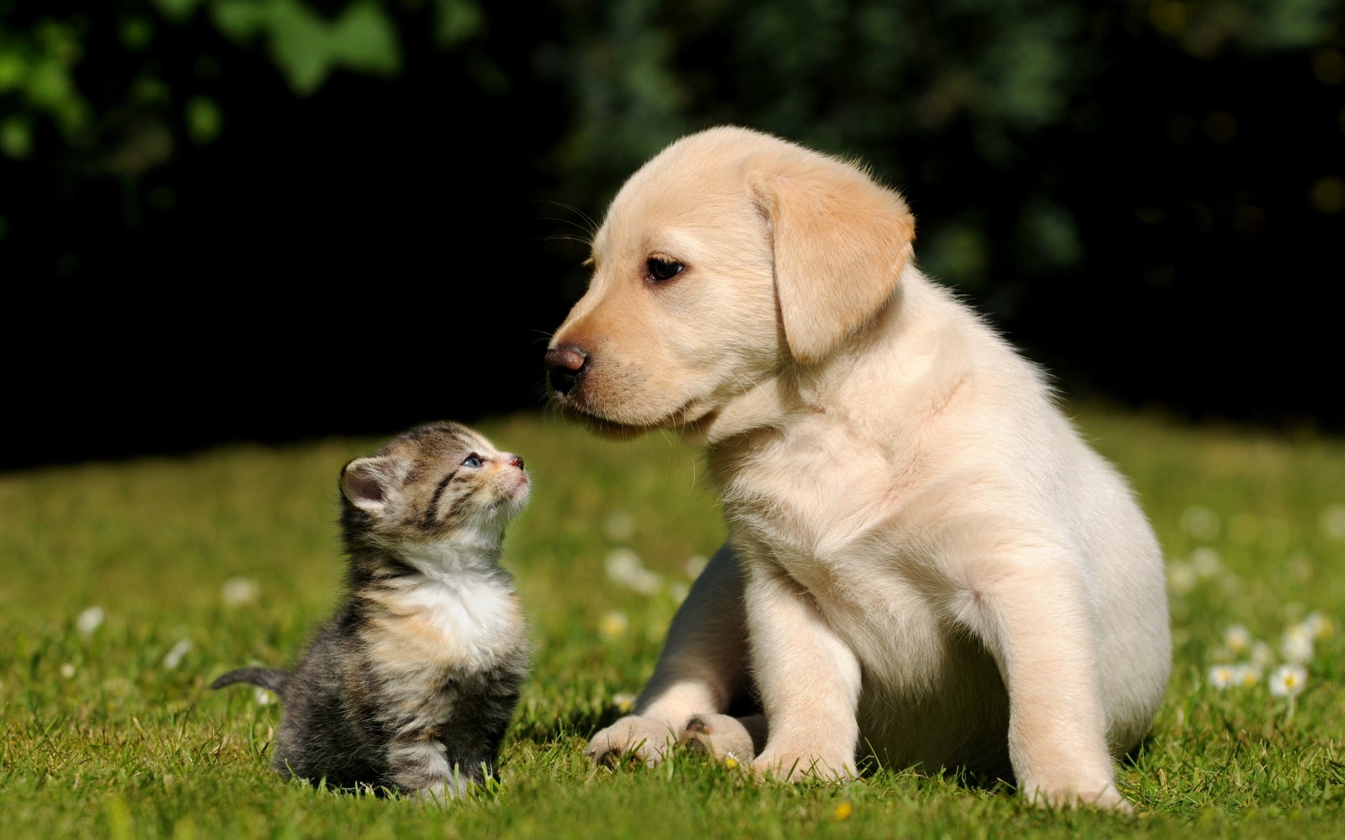 gatos perro lindo mamífero mascota cachorro hierba perro animal pequeño perro perdiguero raza niño pedigrí adorable pedigrí doméstico joven retrato ver labrador kitty amistad estado de ánimo