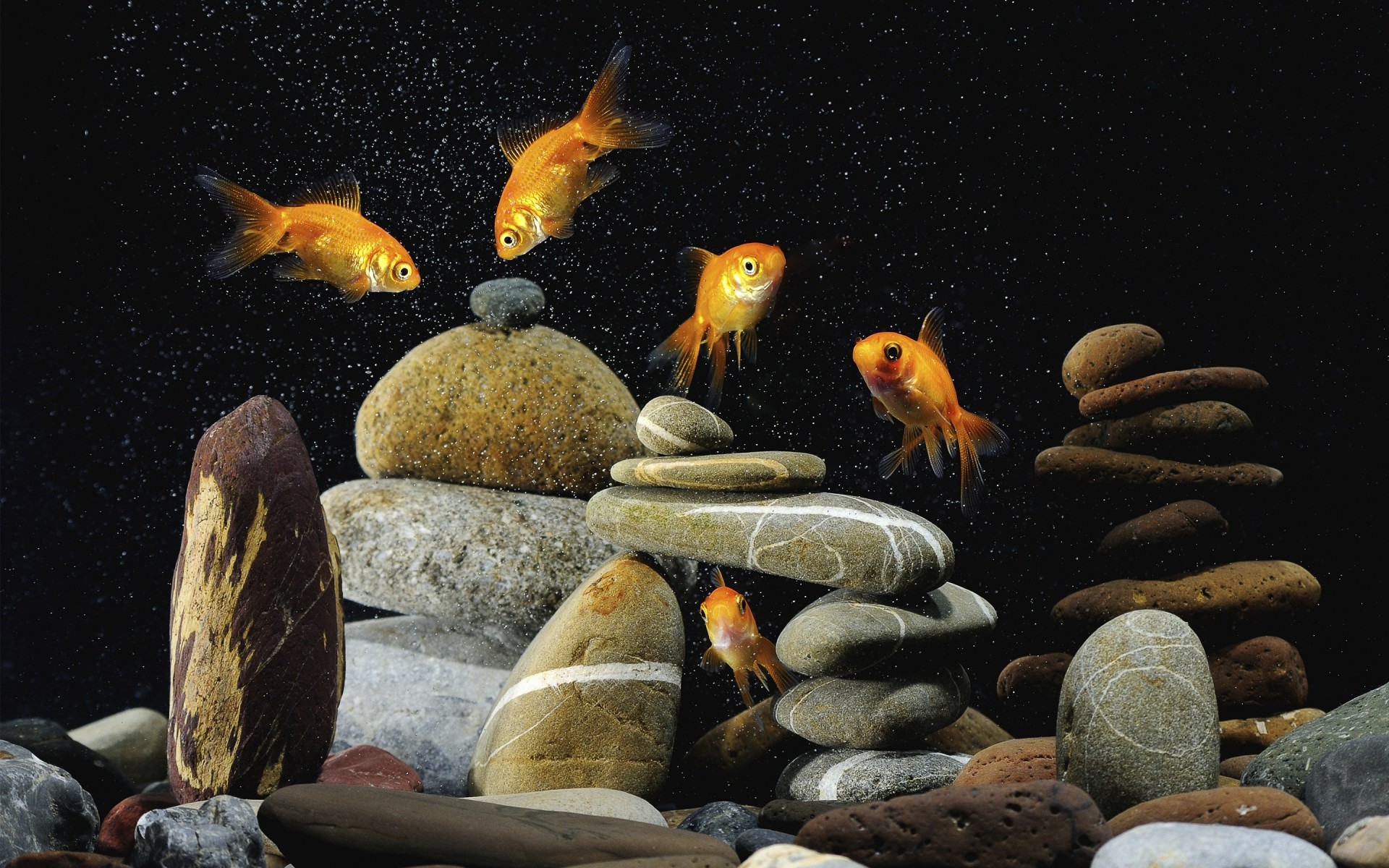 amphibians underwater nature fish water aquarium swimming goldfish ocean sea gold fish lucky fish