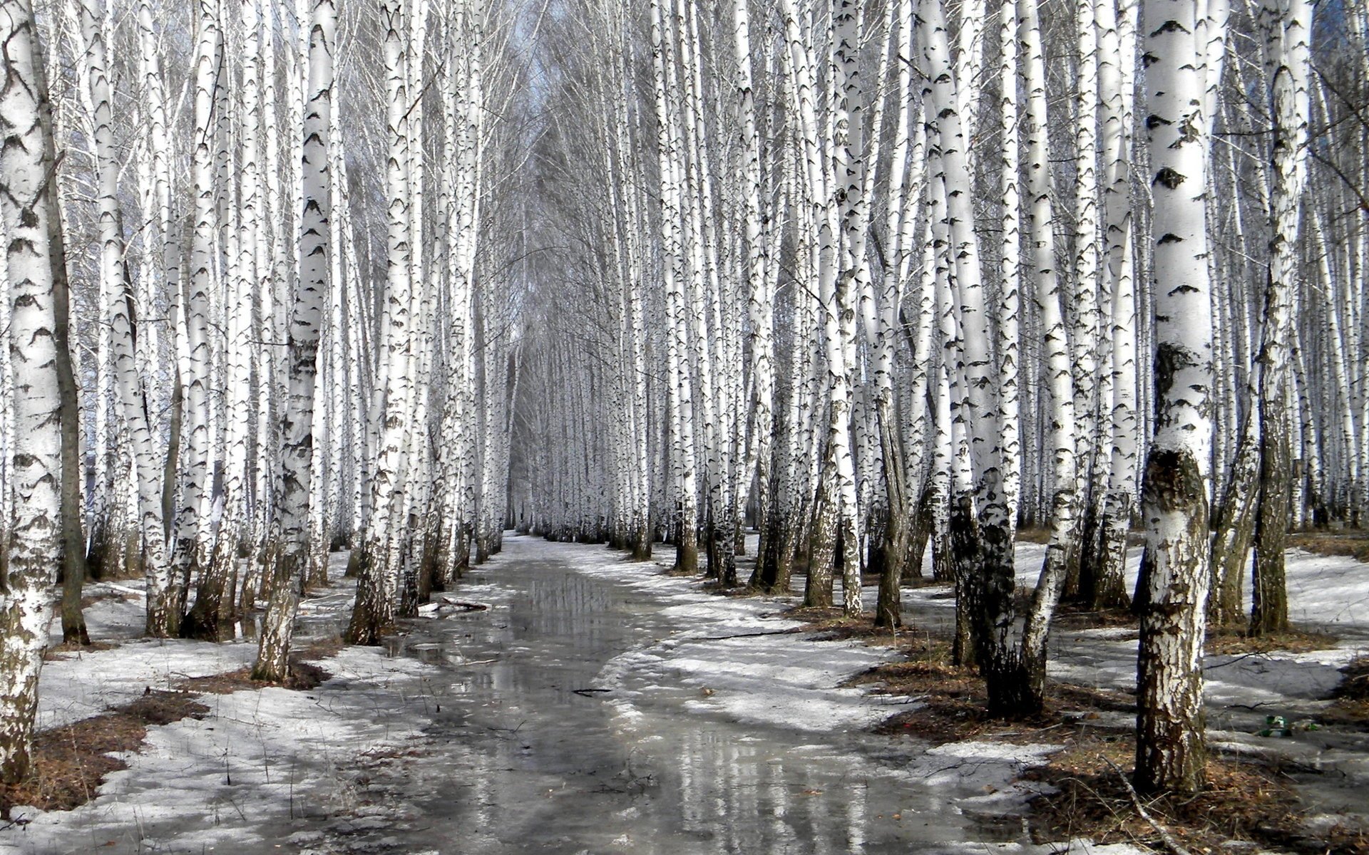 березы весна роща