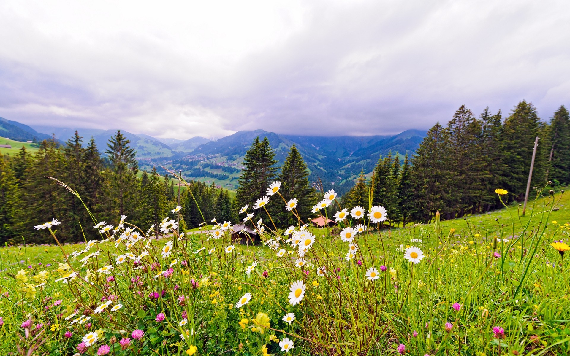 paysage paysage nature foin été montagnes à l extérieur herbe fleur pâturage ciel rural scénique champ bois beau temps bois campagne environnement colline plantes de printemps paysage de printemps montagnes