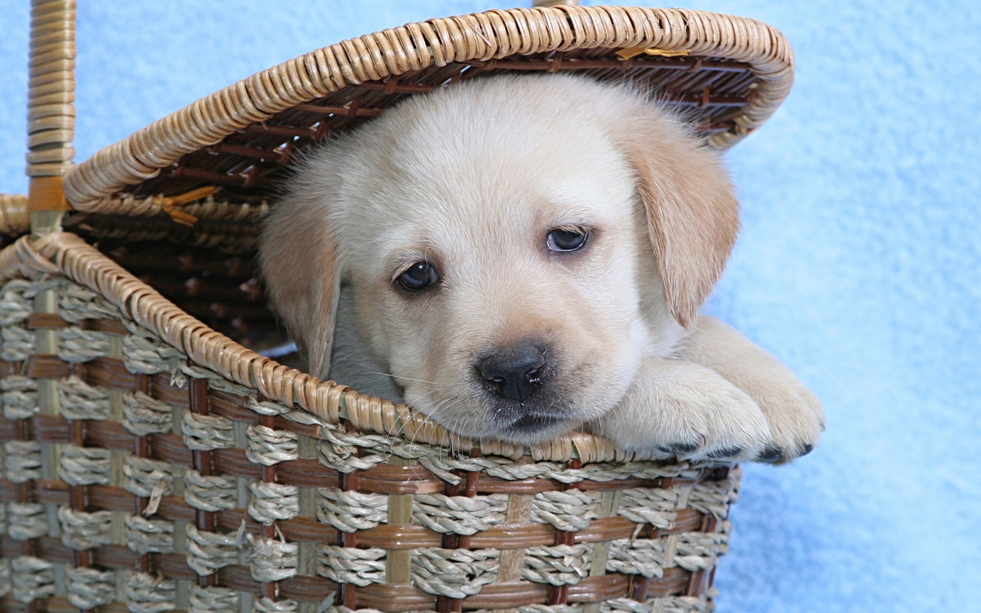 hund korb niedlich hund haustier säugetier wenig welpe hundespezialist geflochten fell inländische liebenswert tier studio porträt babyhund lustiger hund