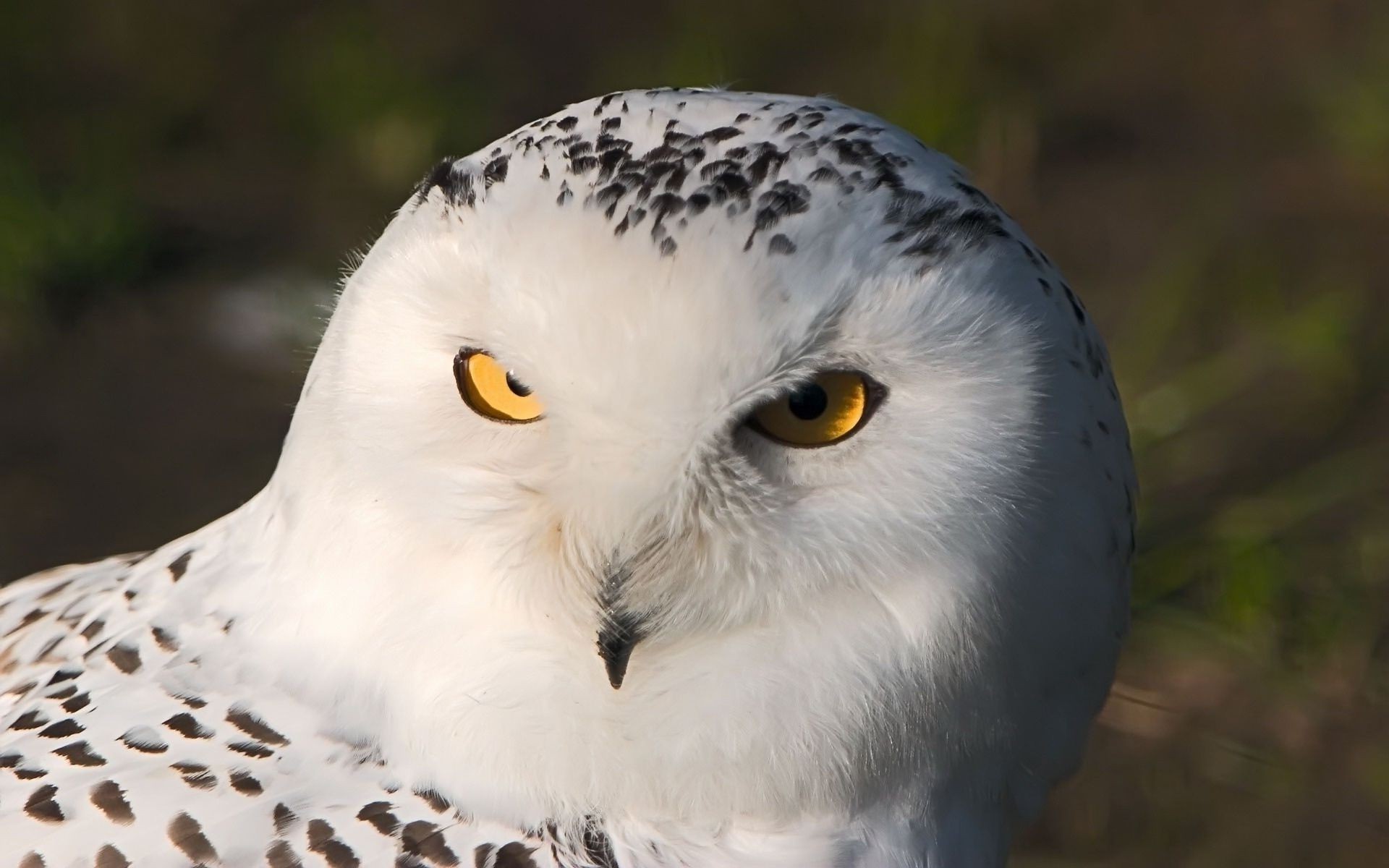 hayvanlar kuş raptor yaban hayatı baykuş av gaga doğa tüy açık havada göz hayvan kartal portre yırtıcı hayvan avian şahinle avlanma vahşi avcı gün ışığı