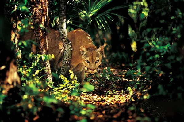 Gato salvaje en la naturaleza junto a los árboles