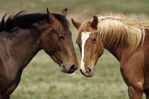 Two horses facing each other