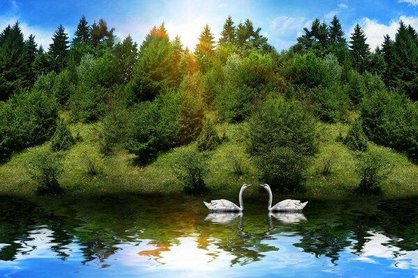 Paire de cygnes dans l eau sur fond de fourrés