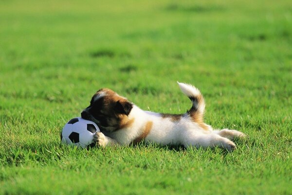 Perrito acostado en la hierba con una pelota