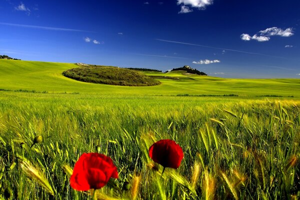 Lush green grass and endless field