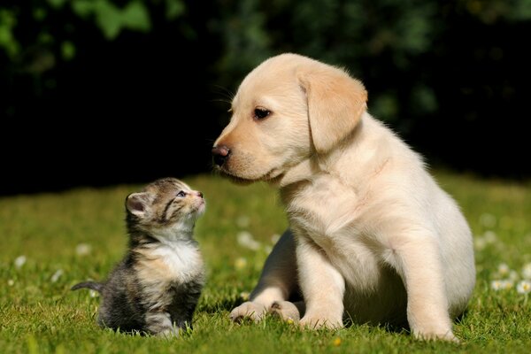 Gatito y cachorro en un claro verde