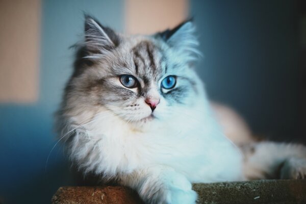 Portrait of a cat. Blue - eyed cat