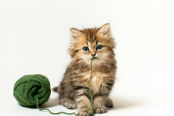 Un chaton vraiment mignon