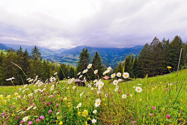 Natur im Bergsommermassiv