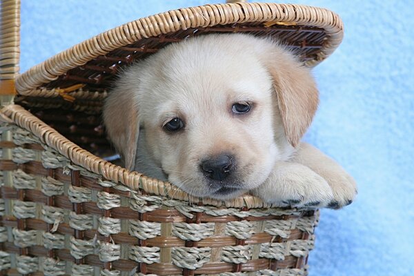 Cute puppy sitting in a basket