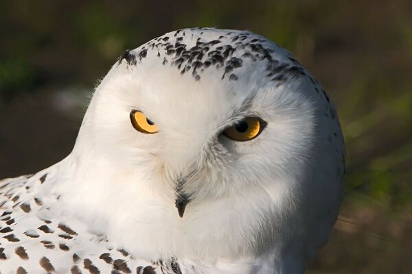 Owl bird - decoration of wild nature