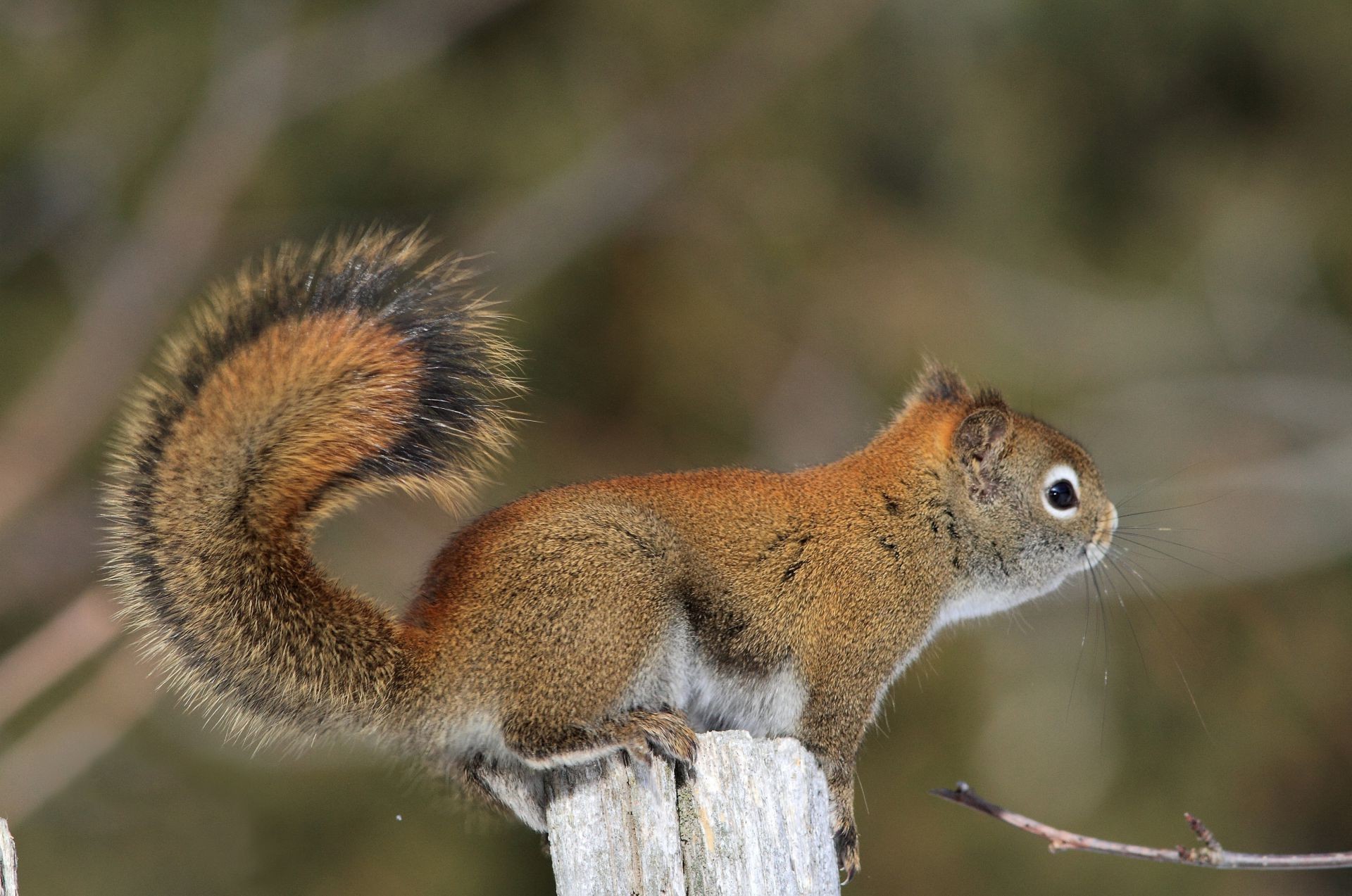 proteins wildlife squirrel mammal nature outdoors animal rodent wild