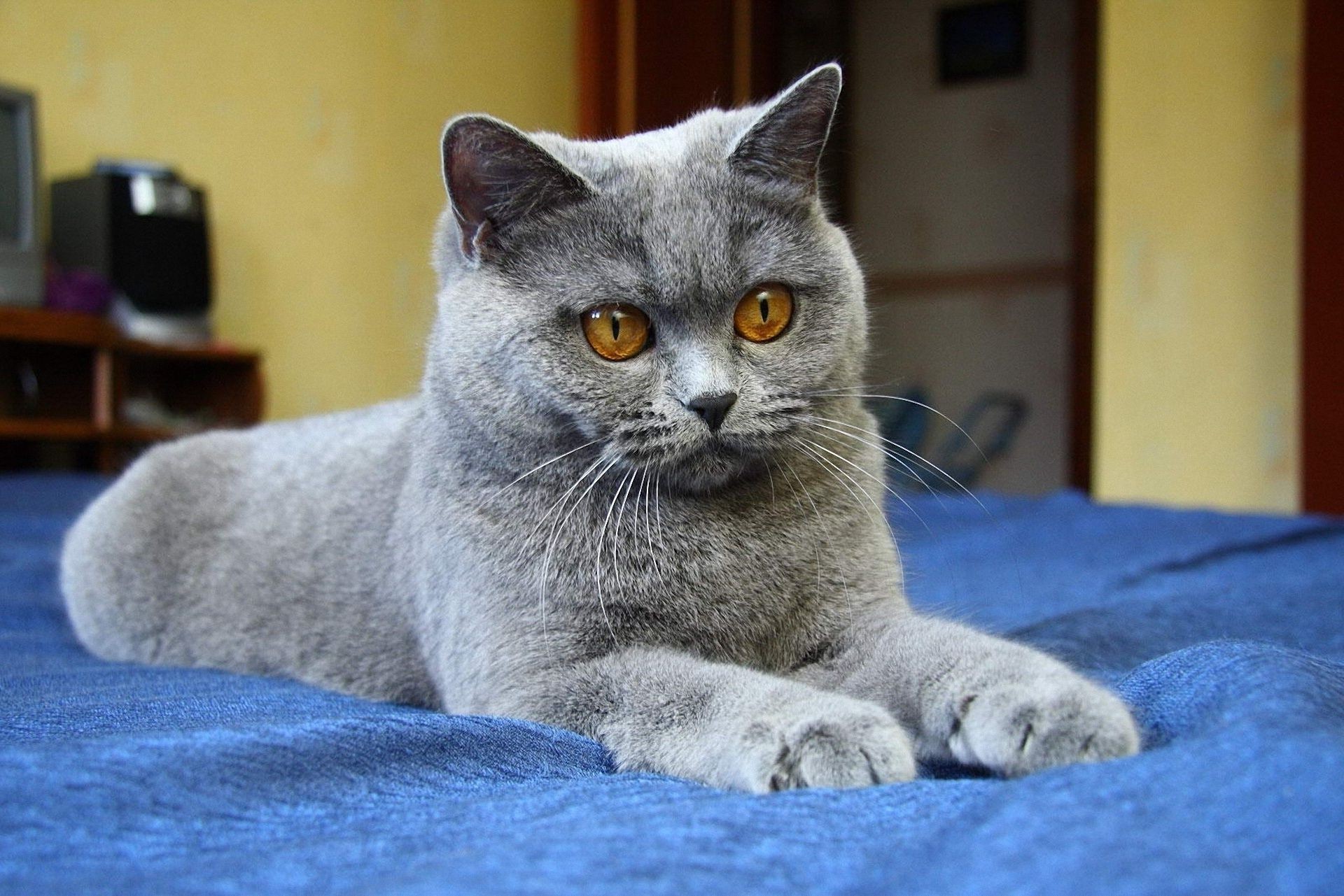 chat chat mammifère domestique animal de compagnie animal portrait mignon chaton fourrure unique