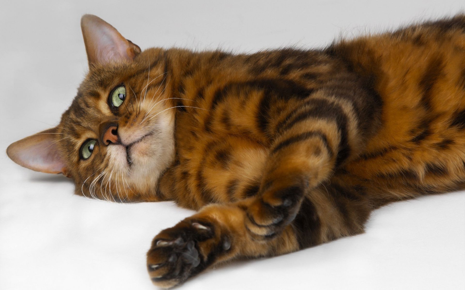 gatos gato mamífero animal fofa animal de estimação pele gatinho retrato olho doméstico pequeno para baixo bebê bigode solteiro