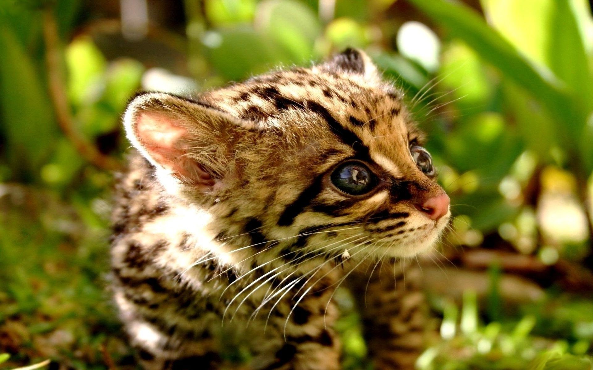 geparden tier katze natur niedlich fell säugetier tierwelt wenig auge wild porträt im freien zoo fleischesser