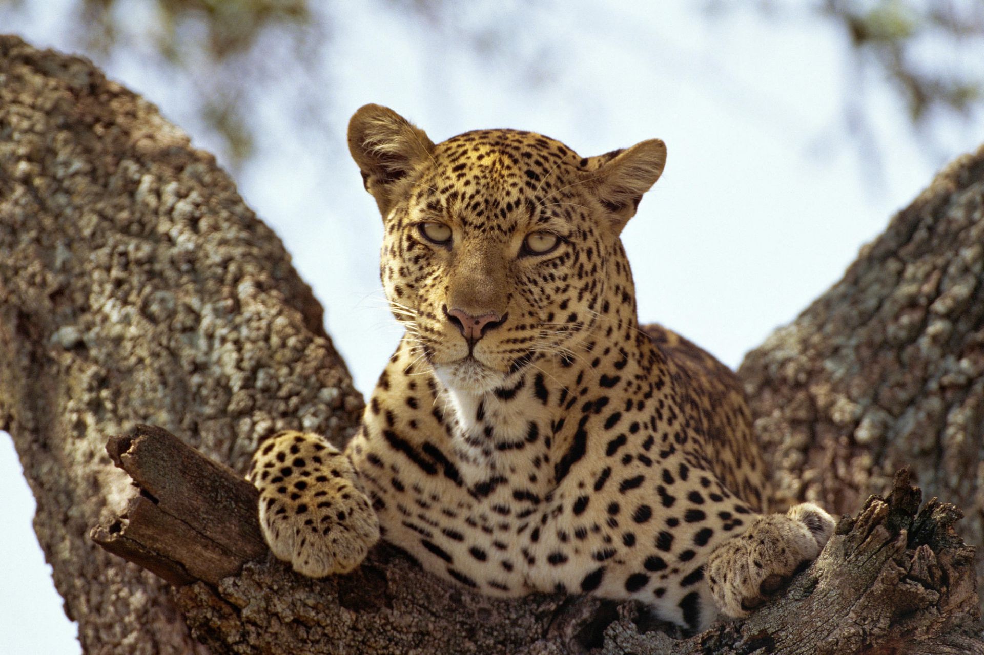 leopards wildlife nature mammal cat