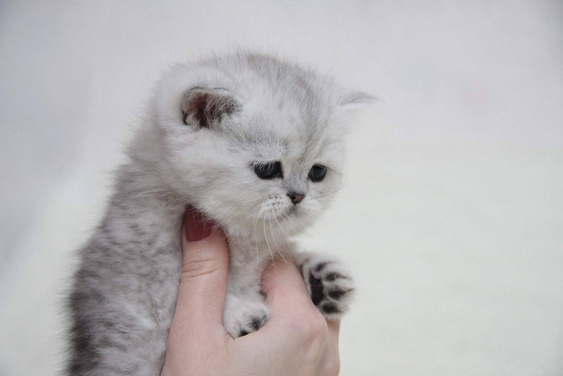 gatos gato mamífero fofa gatinho animal de estimação animal retrato bebê pequeno pele olho para baixo solteiro